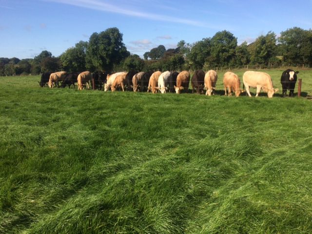 育肥牛在放牧季节快结束时被补充到草地上。