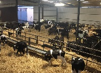 乳牛犊牛的早期管理