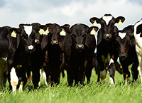 影响奶牛牛肉盈利能力的因素
