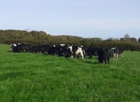 奶牛犊牛到牛肉系统研究更新Teagasc Grange