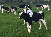 奶牛犊牛在牧场的第一个季节的最佳实践管理
