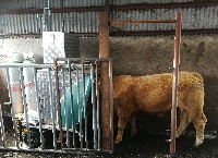 爱尔兰首次大规模测量肉牛的甲烷排放，取得了令人鼓舞的结果