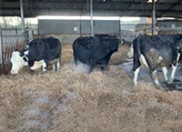 纽福德乳牛示范农场- 2021年预产犊