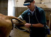 扫描怀孕奶牛的好处是否远远超过成本?