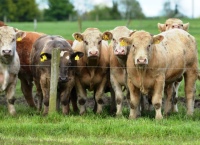 牛牛肉——减少牛肉行业温室气体排放的机会?