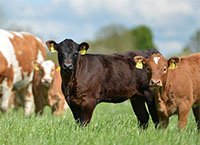 ICBF公布新的商业牛肉价值(CBV)
