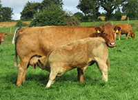 增加牛肉养殖的利润