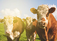 2020年全国农场调查:养牛企业概况
