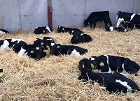 小牛和产犊设施农场调查