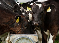 放牧奶牛/牲畜饲料中精料粗蛋白质含量的降低