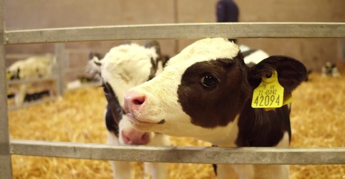 全国乳品会议问题回答:六周产犊率
