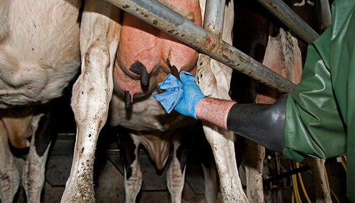 选择牛选择性的母牛疗法(SDCT)