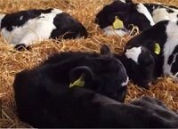 温度对犊牛生产性能的影响