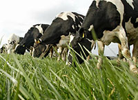 世界牛奶日-盘点爱尔兰乳制品部门