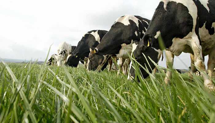 选择一个集中的新产犊奶牛在草地上