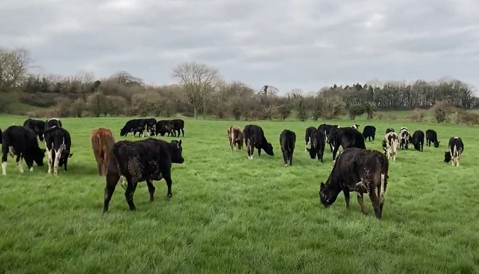 繁殖的小母牛在农场