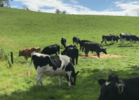 草地上巴利海斯小母牛饲养单元的研究进展