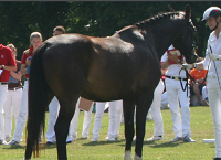 2022年ISH青年(马)育种员全国锦标赛