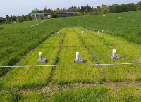 最佳土壤磷可以减少肥料产生的N2O排放