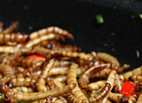 谁午餐想吃昆虫能量棒或昆虫汉堡?