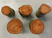 Teagasc林业研究进展-桤木的潜在利用