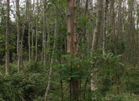 砍伐有白蜡树枯梢病的树木的法律要求