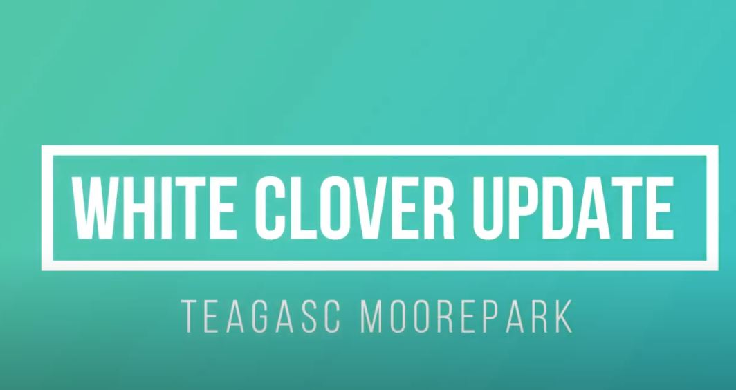 2020年7月Teagasc Moorepark的白三叶草研究更新