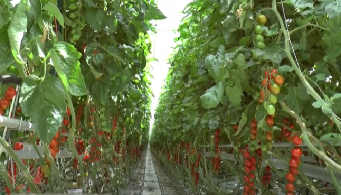 可持续的番茄生产