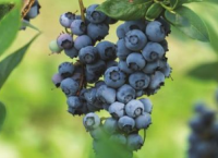 新鲜蓝莓的生产