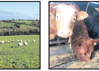 改善牛肉和绵羊养殖场在这个冬天的表现