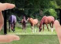 Teagasc宣布赢家的“马农业和生物多样性”摄影比赛