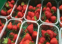 新鲜的草莓生产