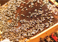 蜜蜂饲养和蜂蜜生产
