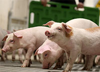 Teagasc猪研究设施农场更新- 2021年10月8日