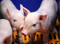 Teagasc猪研究设施农场更新- 2021年12月31日
