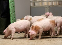 猪研究农场更新2021年5月