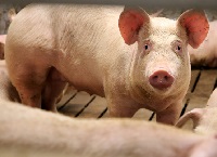 新资助的研究使用噬菌体治疗猪感染的项目