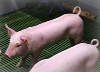 猪研究更新- PigNoDock