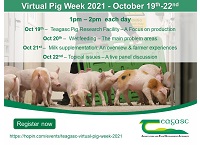 2021年虚拟猪周-第四天:话题-现场小组讨论