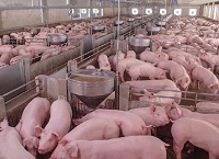Teagasc猪研究农场更新- 2020年审查