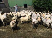 关注母羊的身体状况得分，看到西科克的羊羔数量上升