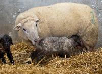 妊娠后期母羊的管理