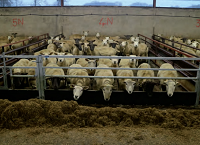 养羊户如何应对高昂的饲料和化肥成本