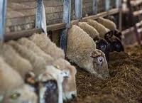 怀孕后期的营养——羊群盈利的基础