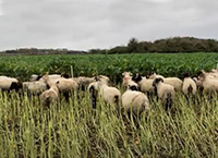 利用绵羊实现草料作物的最大化利用