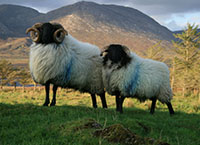 准备为低地和丘陵的羊群交配