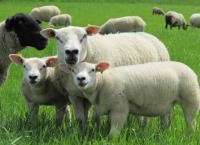 母羊更换-小心出售祖传银器