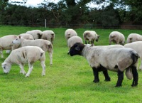 交配时的羊群管理
