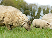 Teagasc任命新的绵羊企业领导