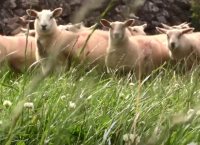 羊福利计划第6年开幕